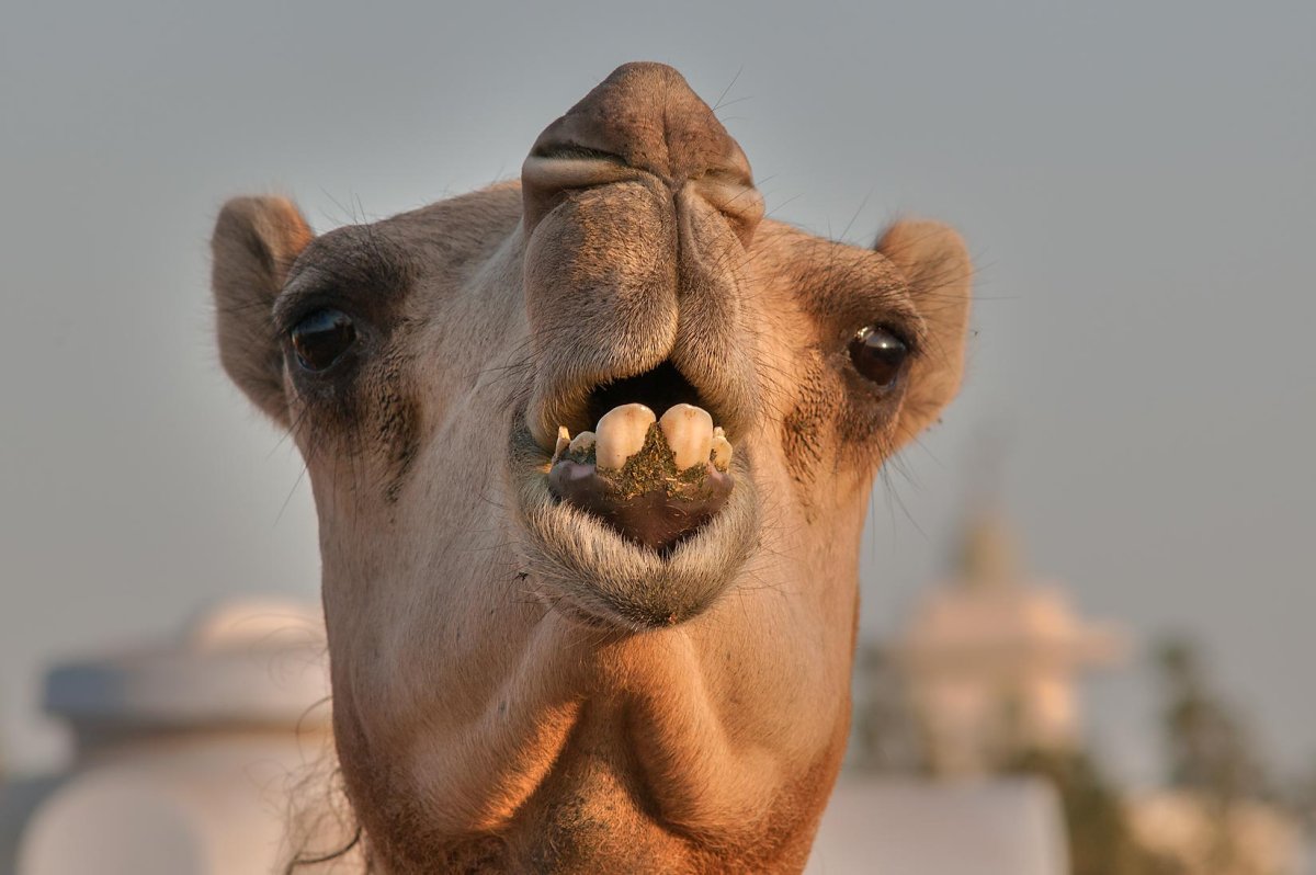 Строение зубов верблюда