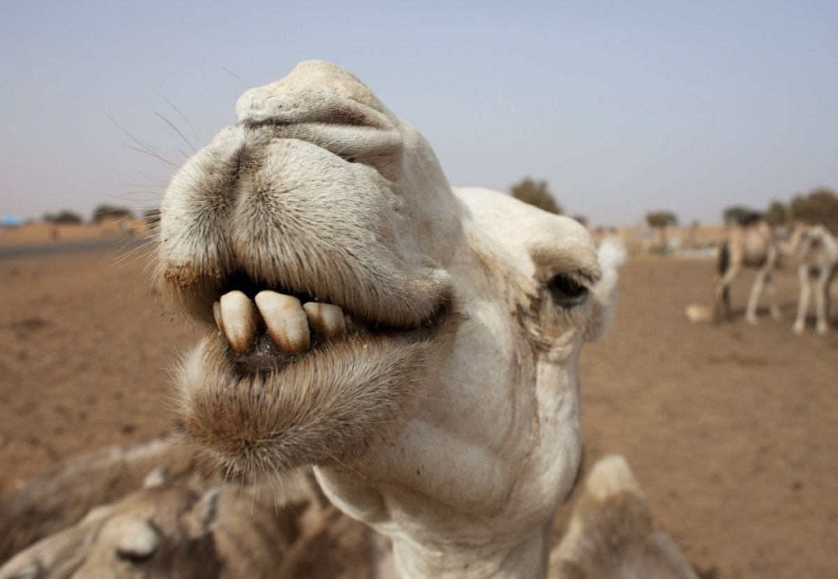 Рожа верблюда