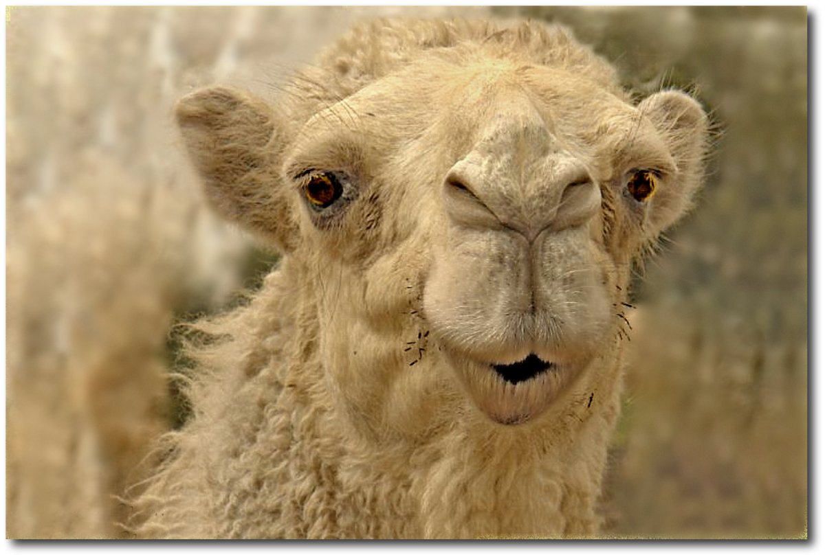 Верблюд нюхал рельсы и линял