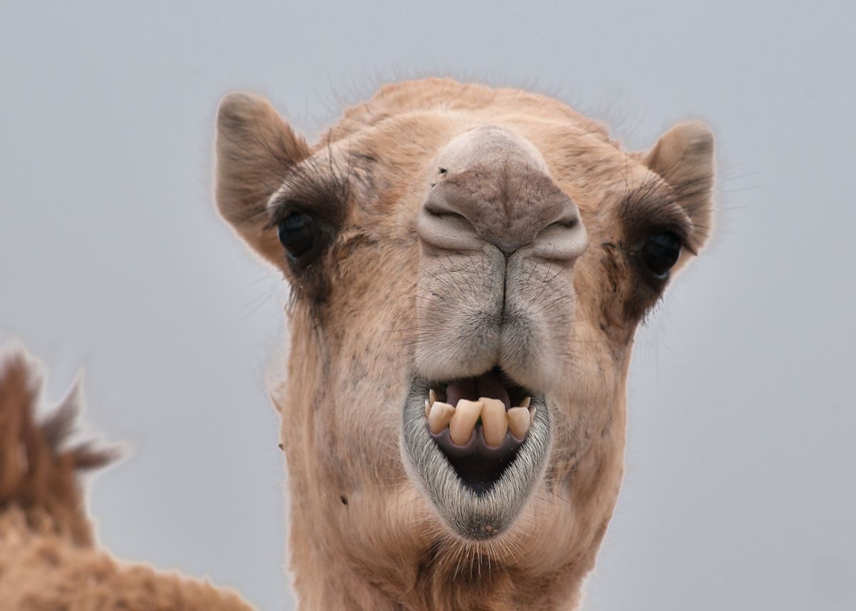 Верблюд улыбается
