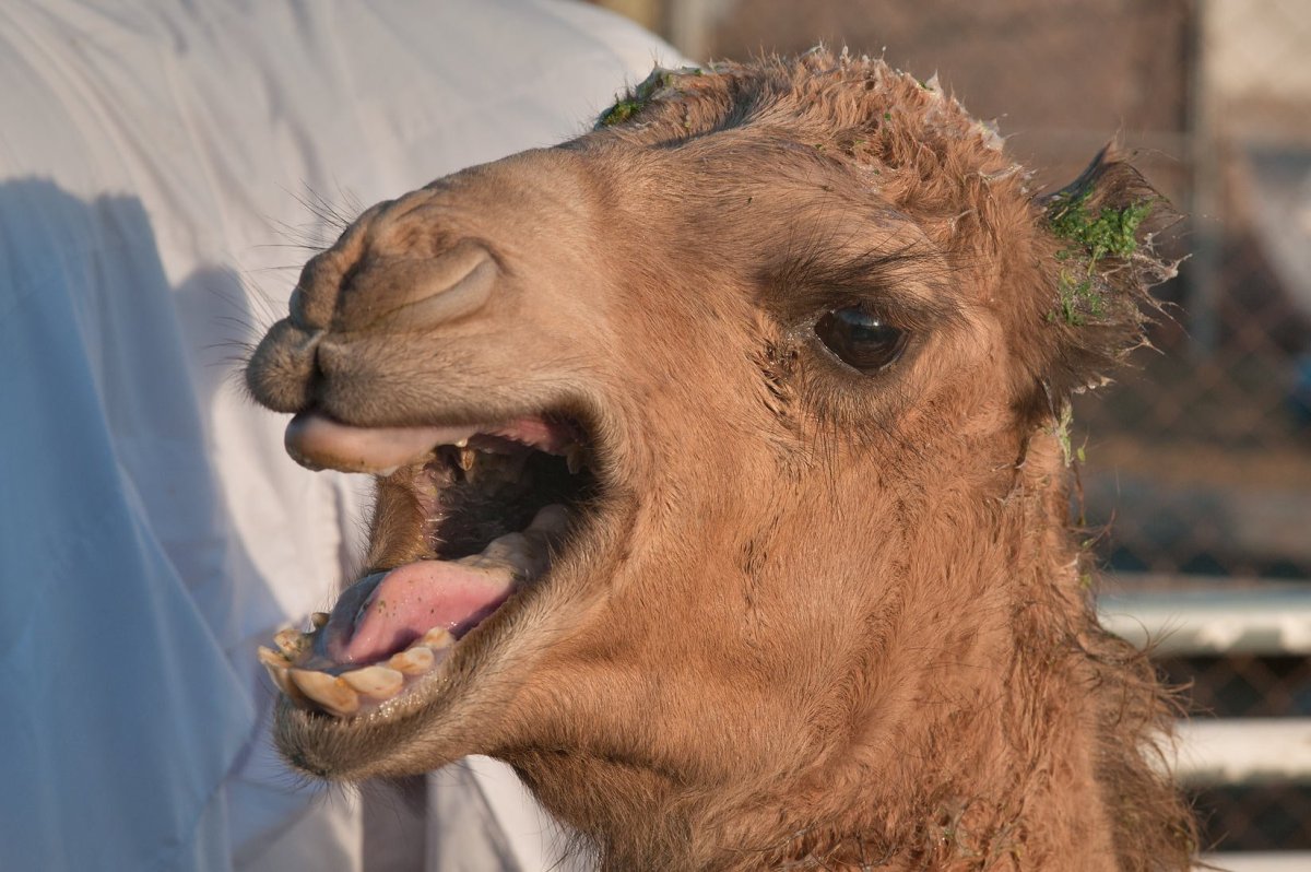 Верблюжьи яйца