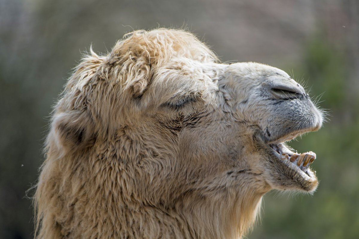 Хвост верблюда