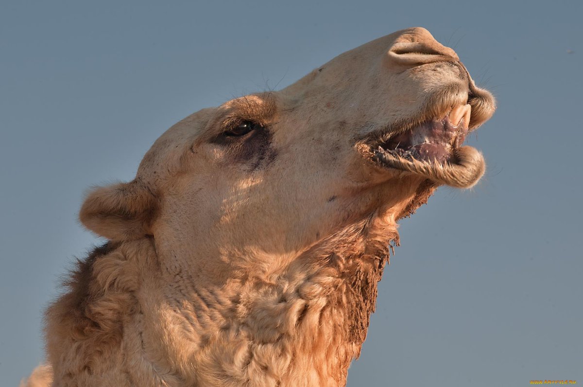 Улыбка верблюда фото