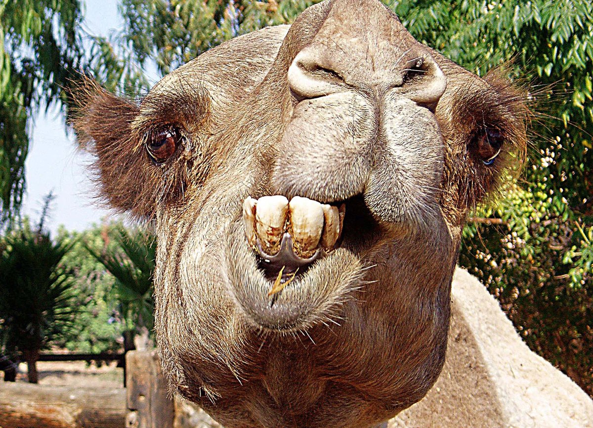 Верблюд улыбается