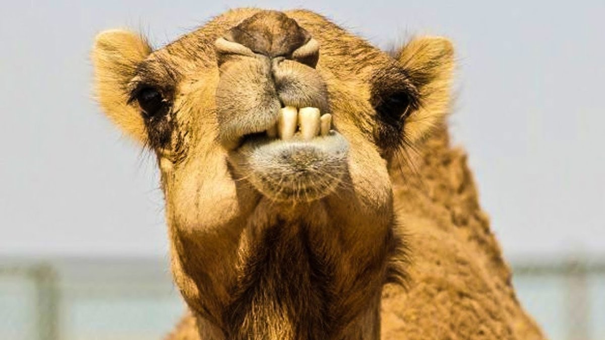 Удивленный верблюд