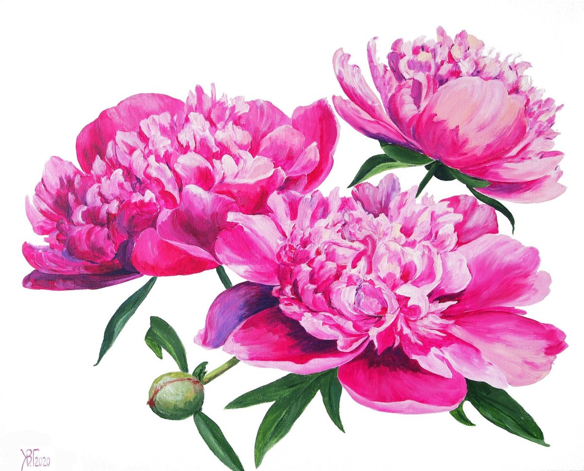 Пионы Зура Харри