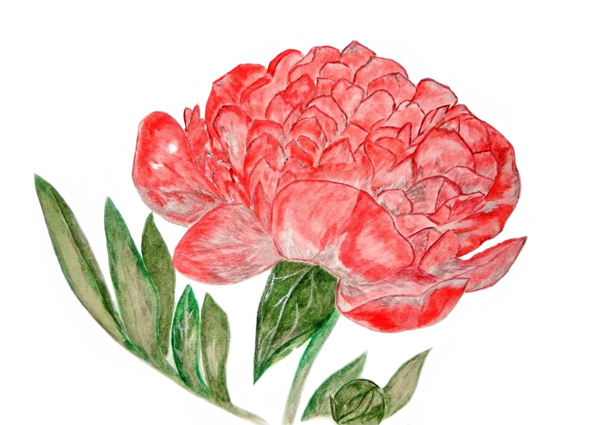 Пионы референс