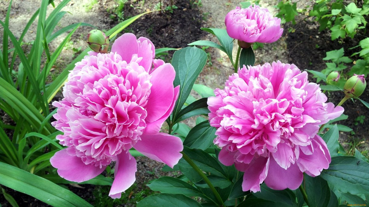 Пион цветок для детей