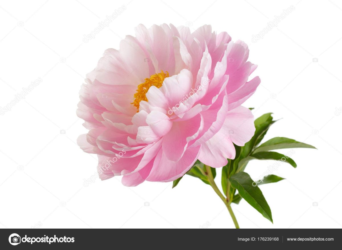 Пион гибридный на белом фоне