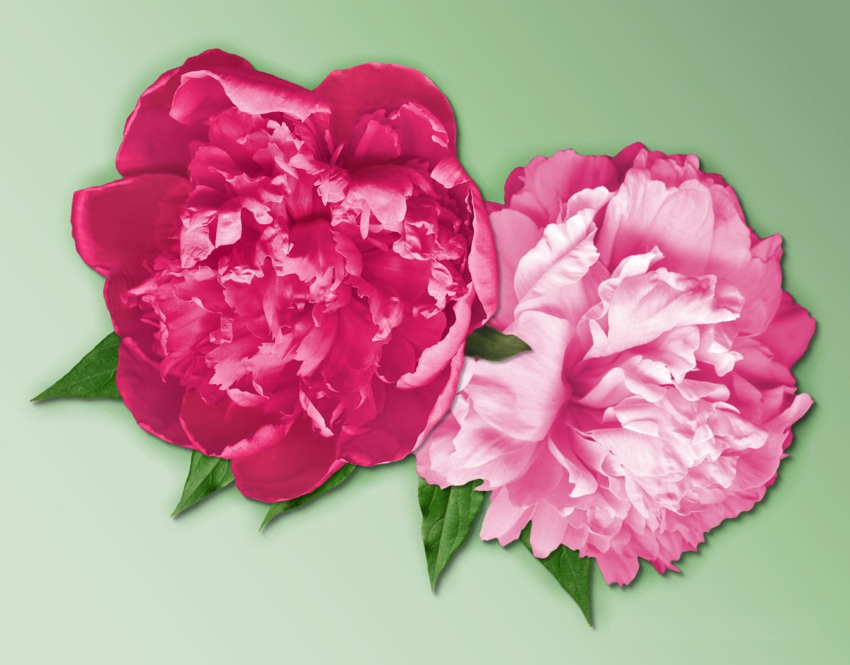 Пион Мадлен Тереза