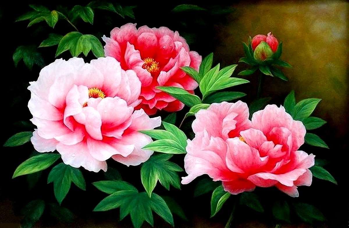 Пион древовидный PNG