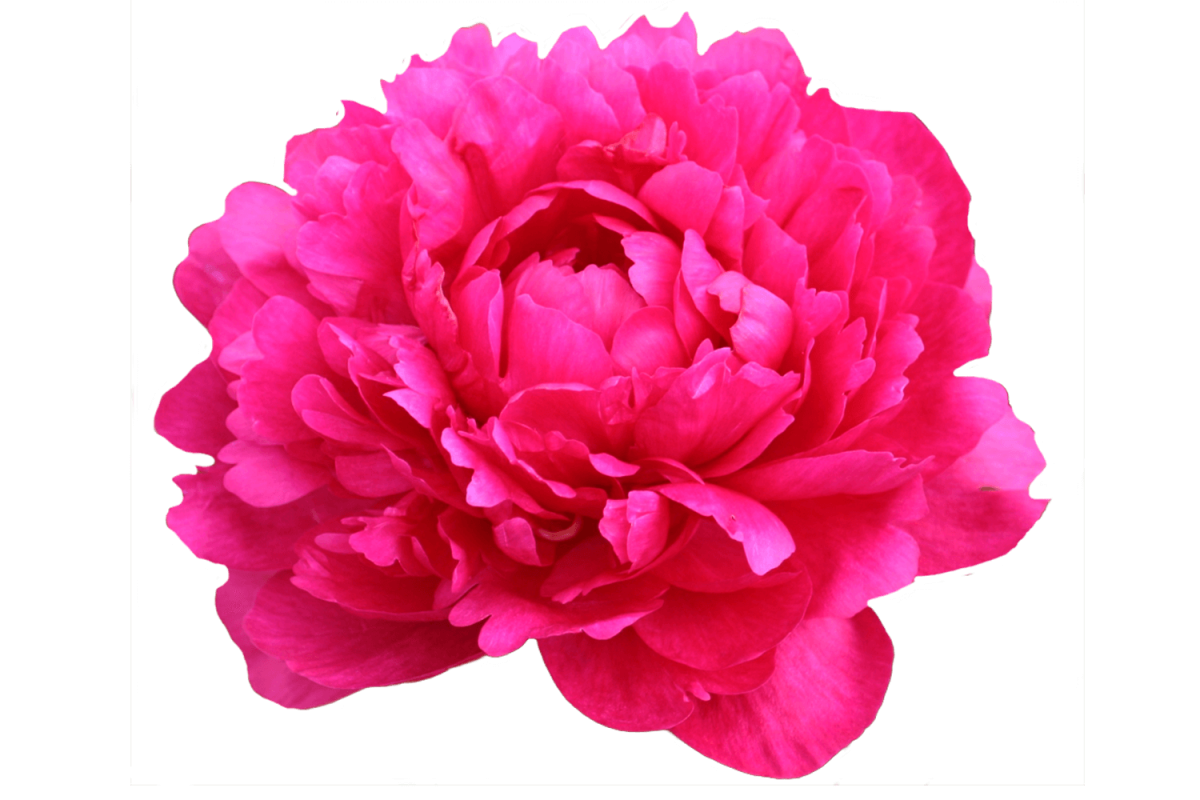 Пионы на белом фоне