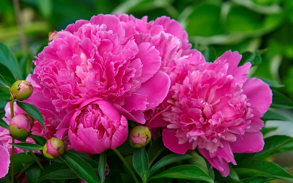 Пион Белла Донна