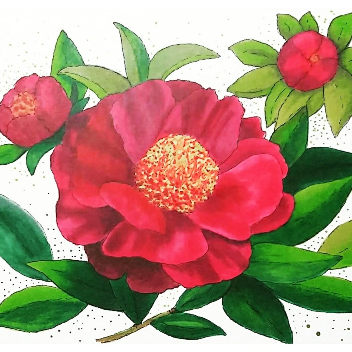 Пион акварель Ботаническая