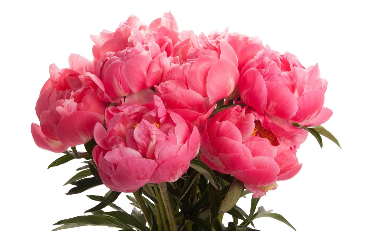 Пионы на белом фоне