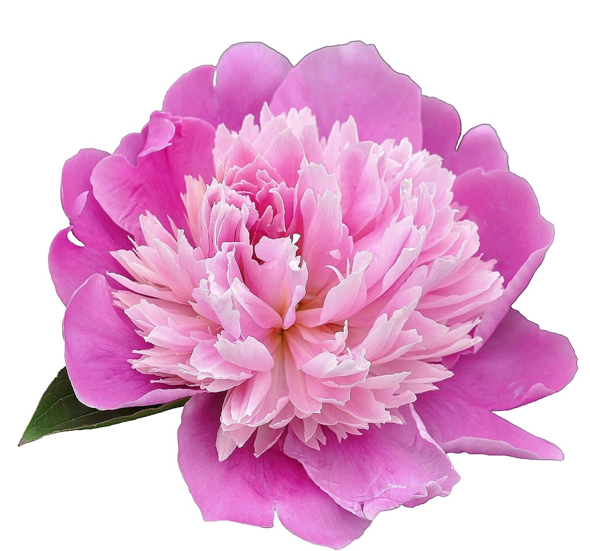 Пион Bunker Hill