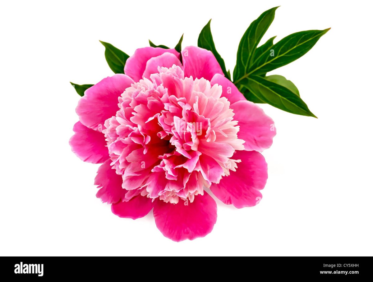 Пион геральдика