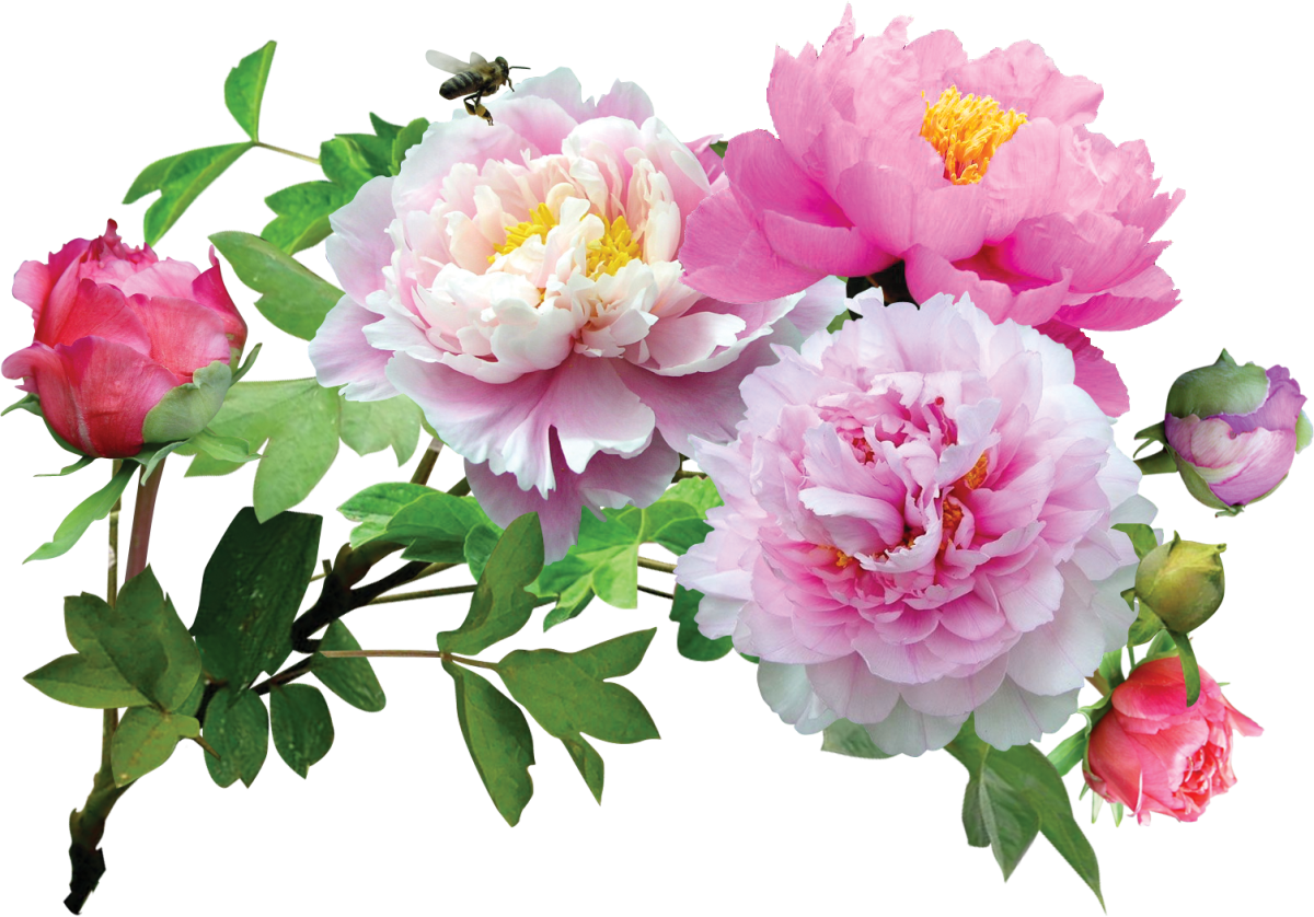 Пионы вид сверху