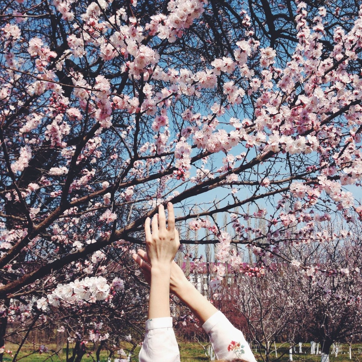 Красивые весенние фото для инсты