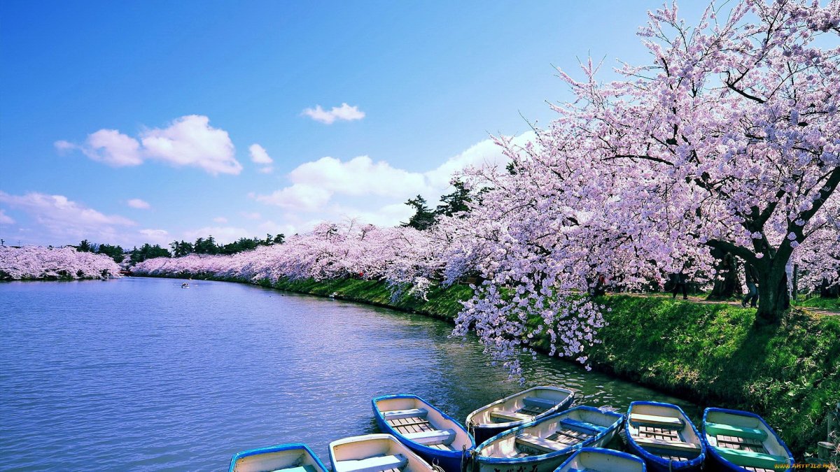 Япония Сакура река