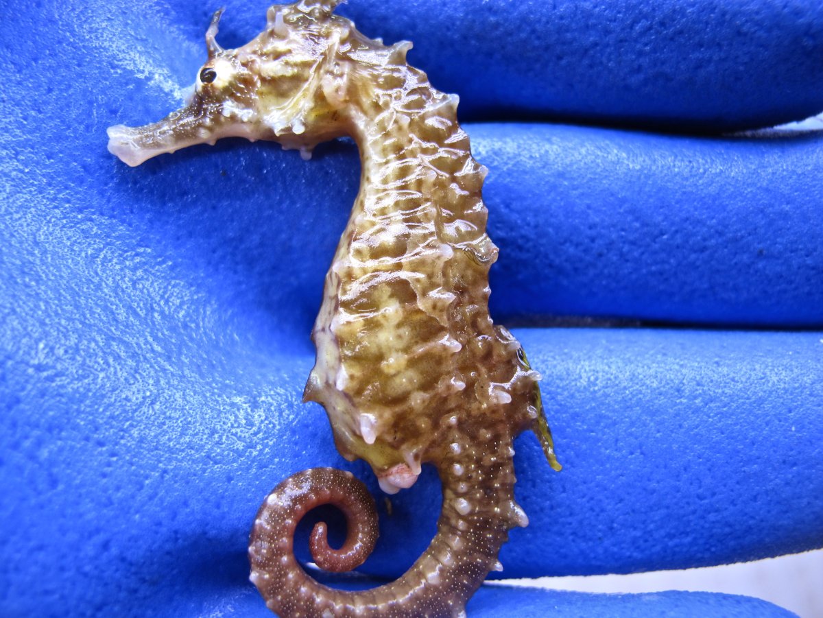 Морской конек спереди