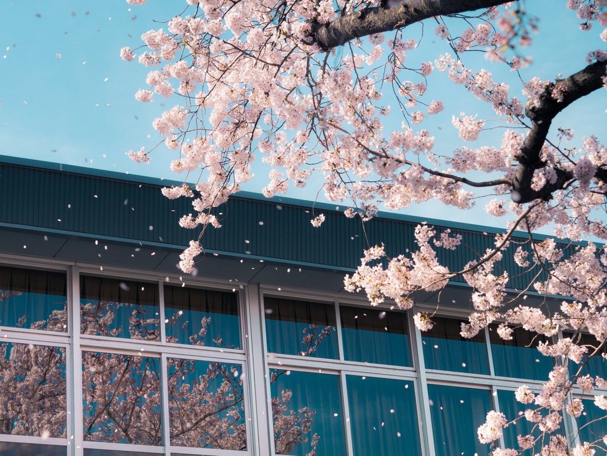 Япония школа Сакура