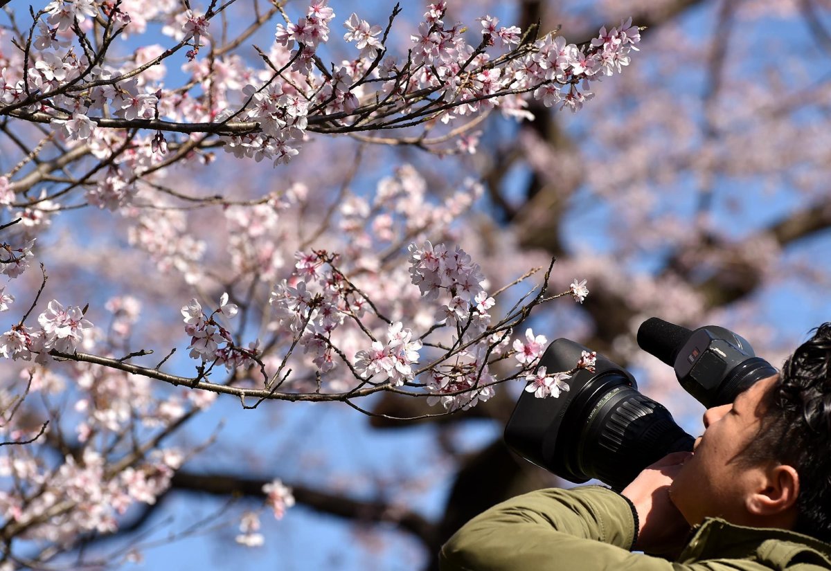 Цветение Сакуры фильм