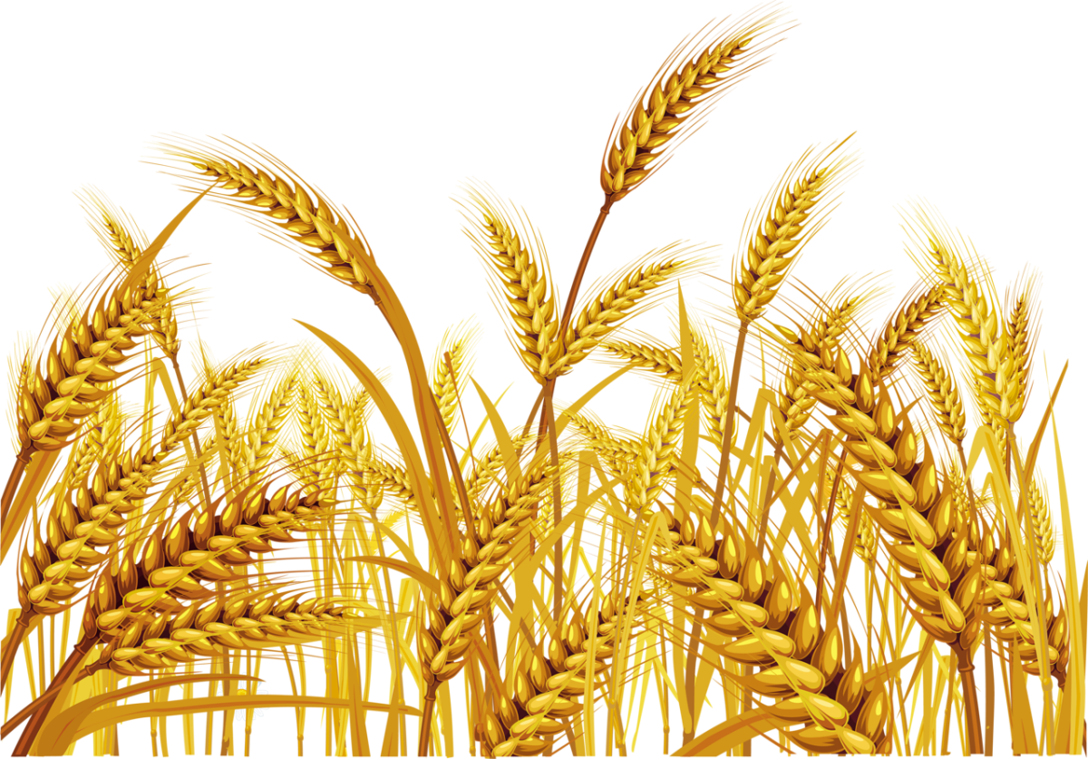 Узор из колосьев пшеницы