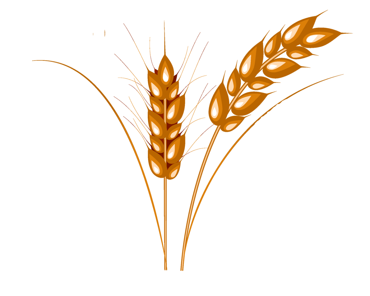 Колосья пшеницы