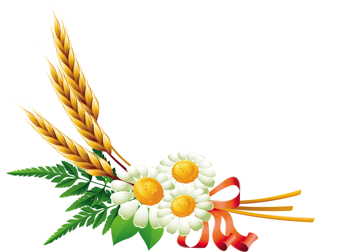 Картинка колосок на прозрачном фоне