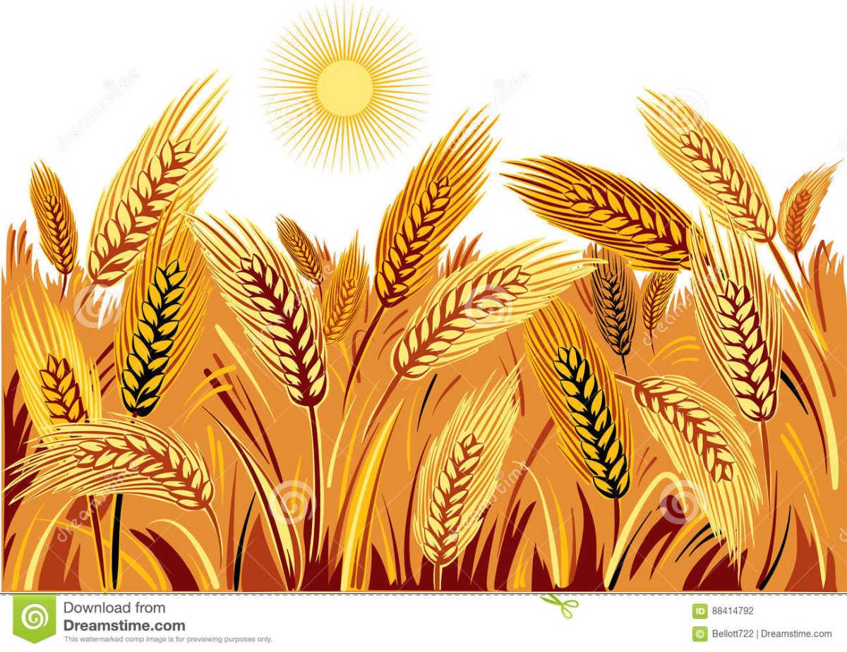 Рисование хлебное поле