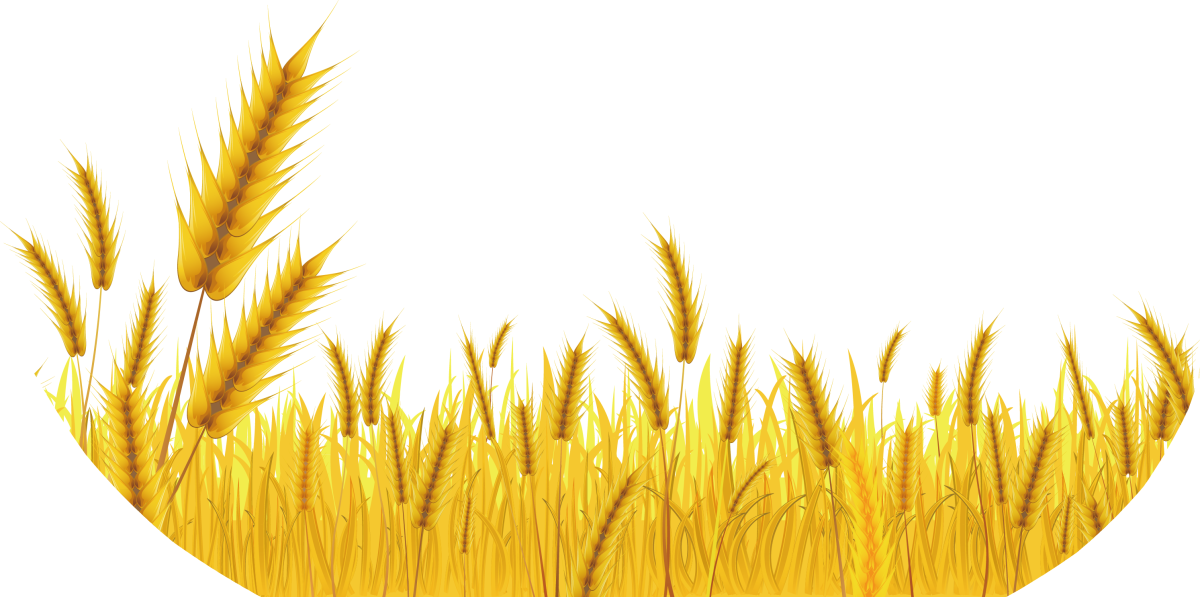 Колосья пшеницы для фотомонтажа