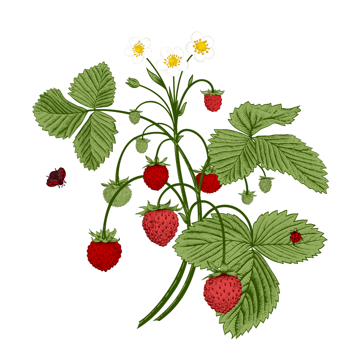 Куст клубники вектор