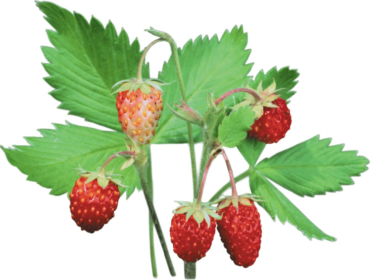 Земляника для детей