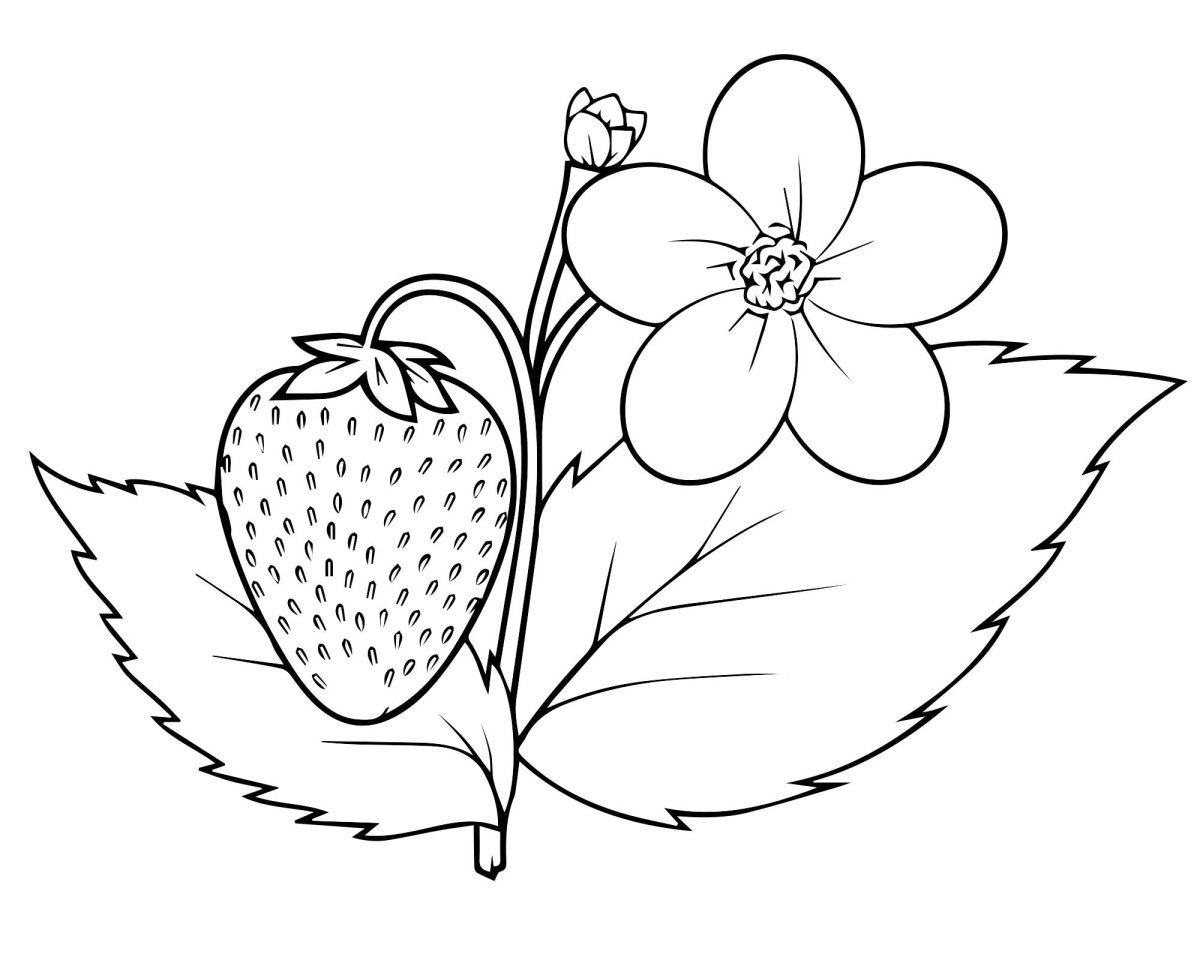 Клубника раскраска