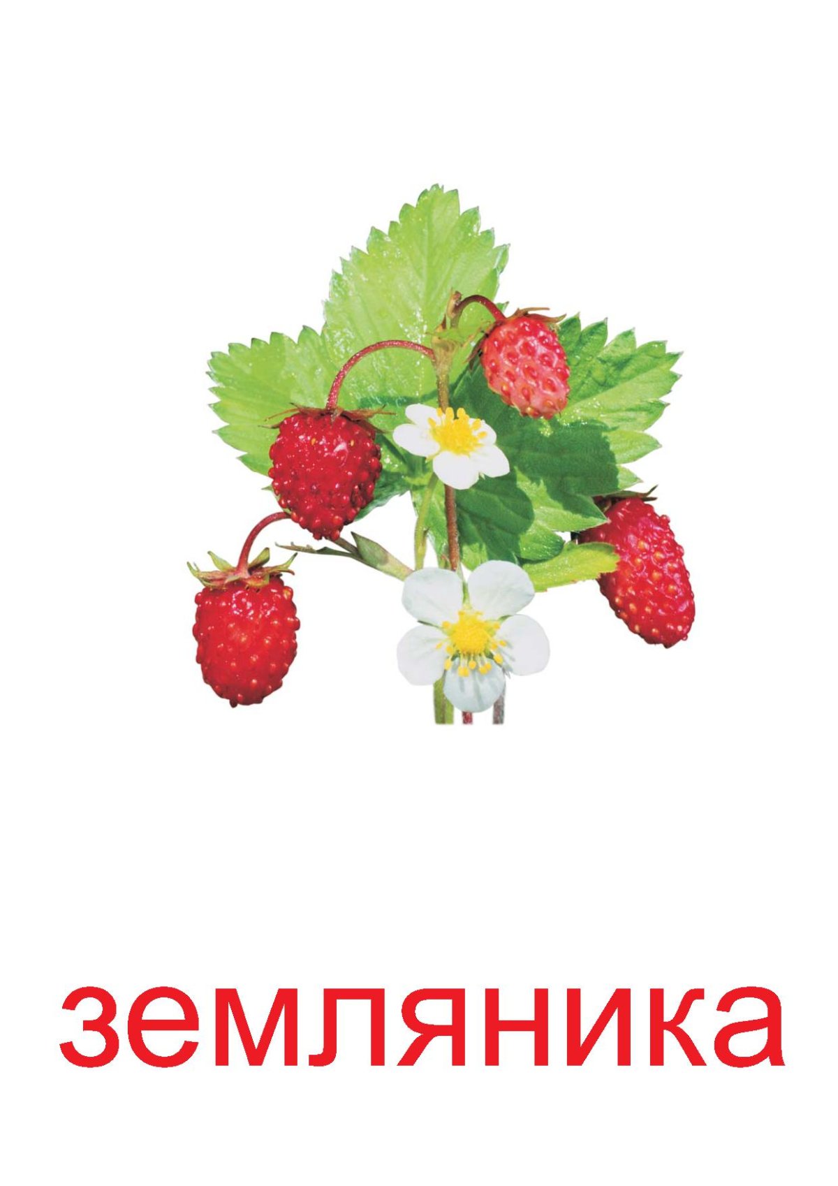 Земляника для детей