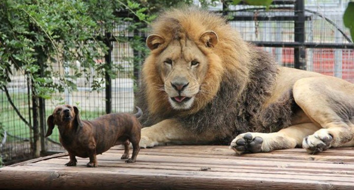 Лев детская раскраска