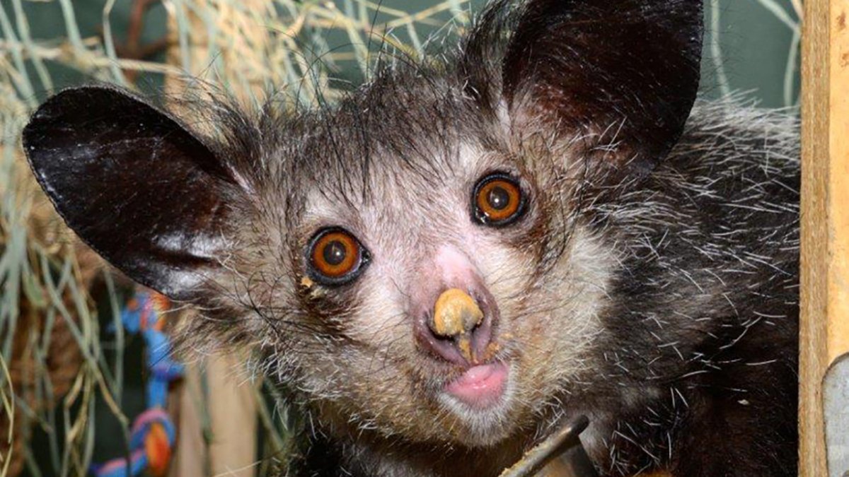 Руконожка Мем