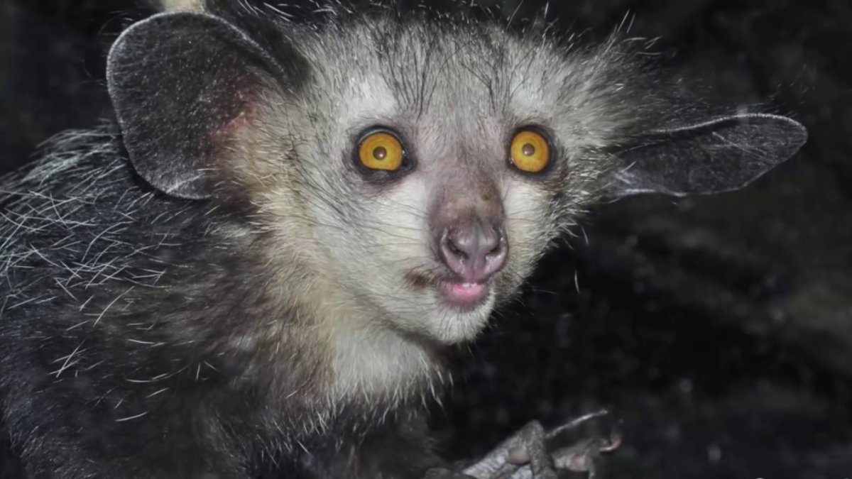 Болотная крыса чучундра