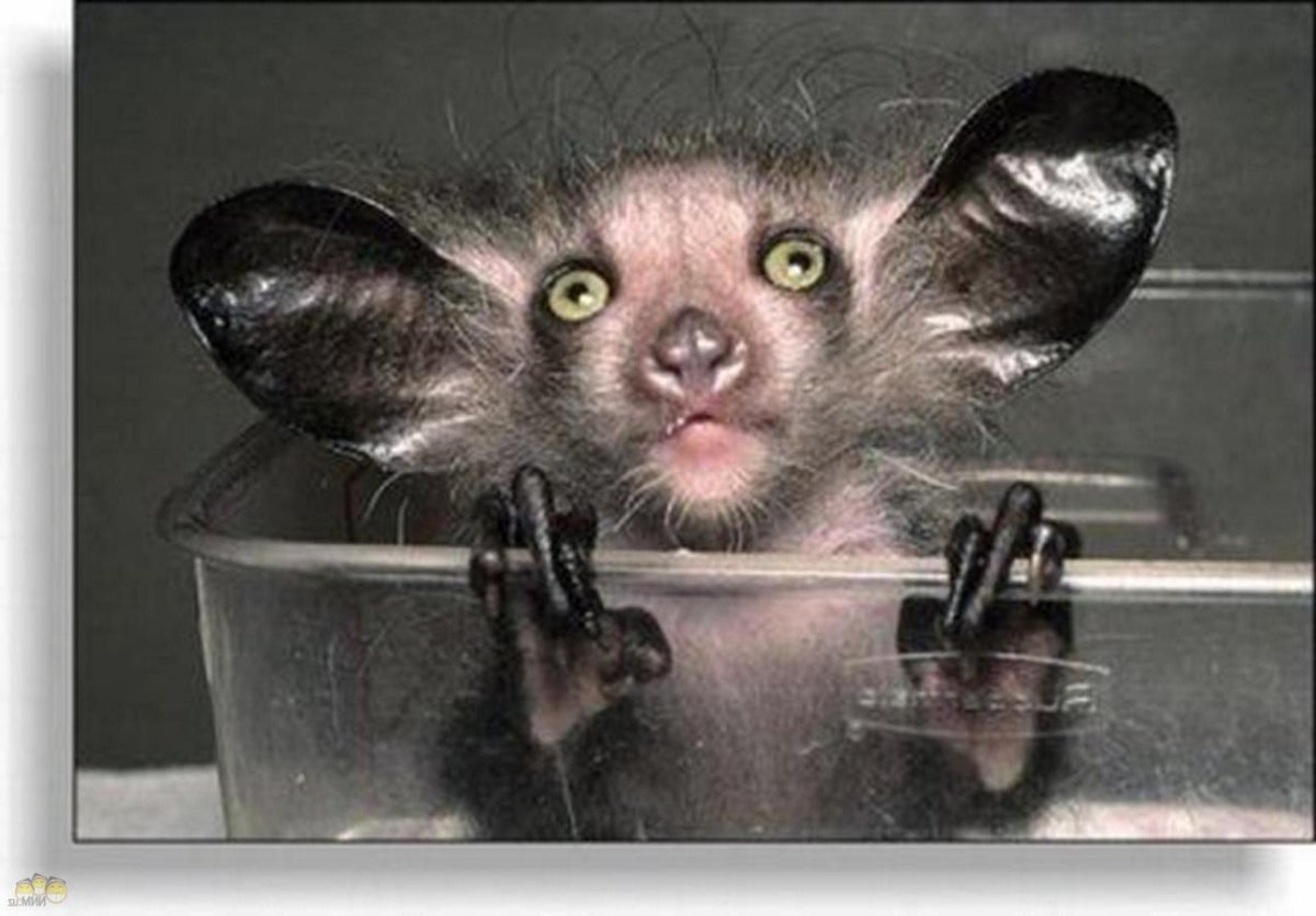 Чучундра Болотная