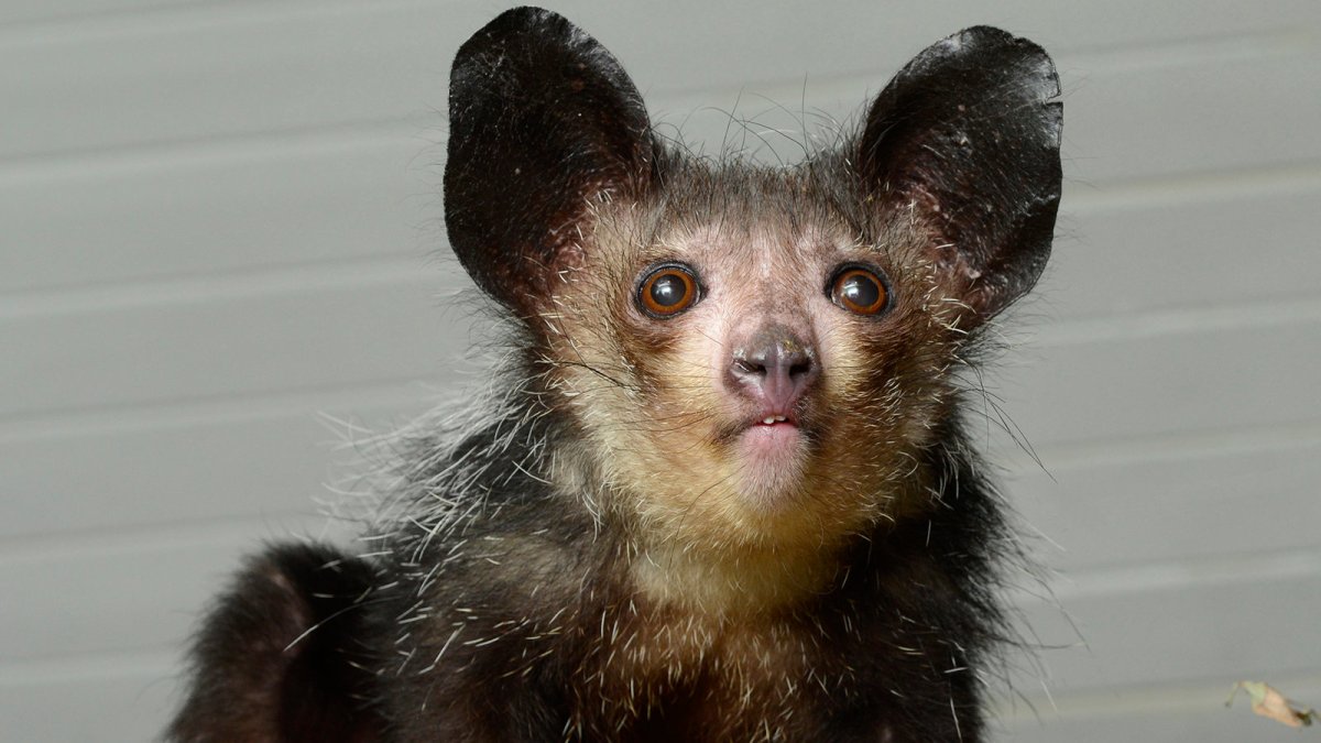 Мексиканская руконожка