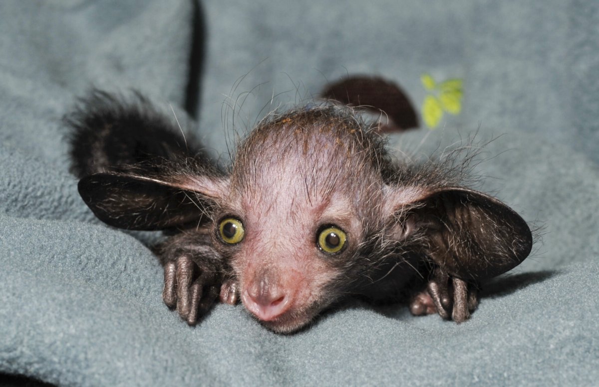 Мускусная крыса чучундра