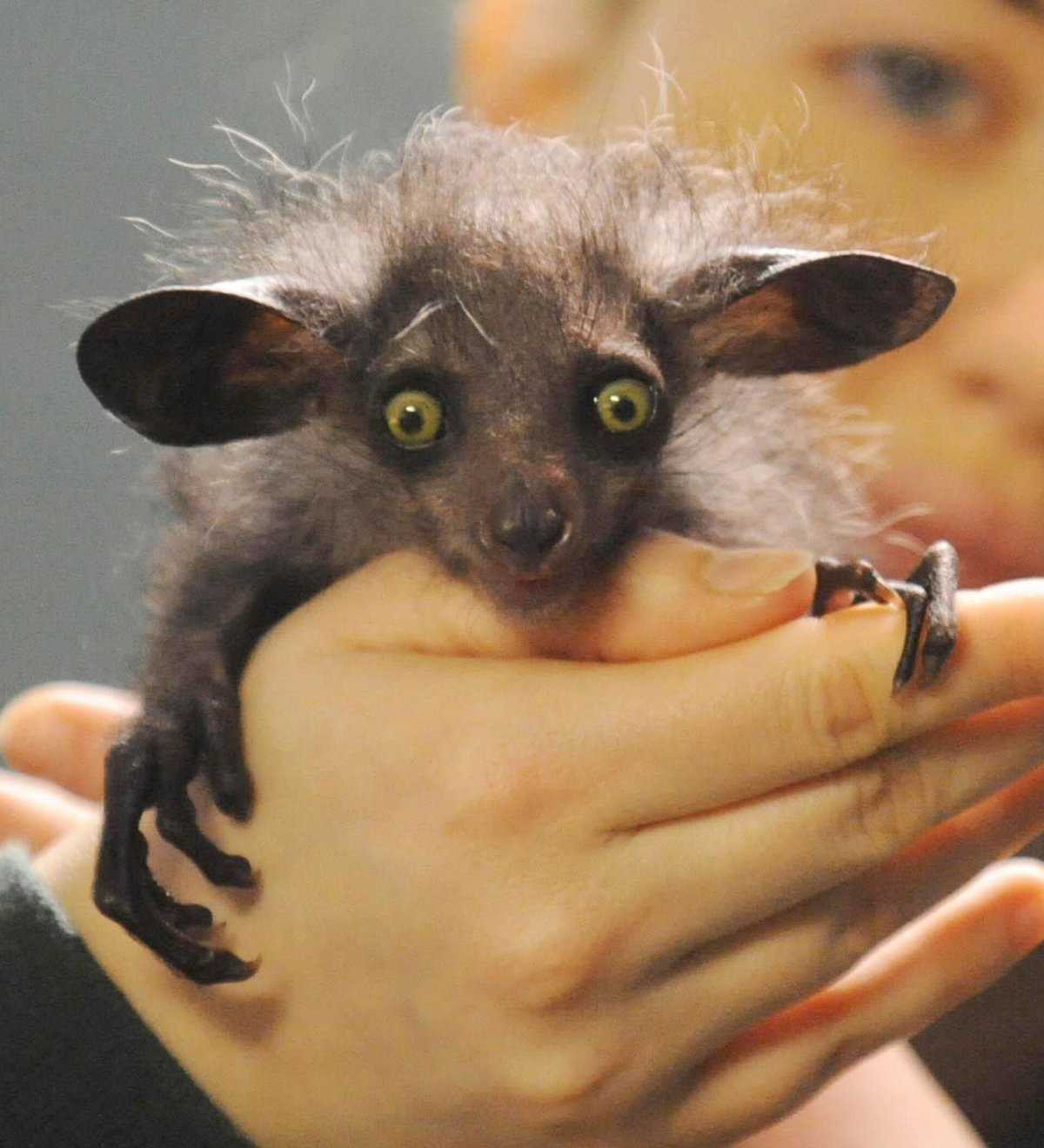 Американская руконожка