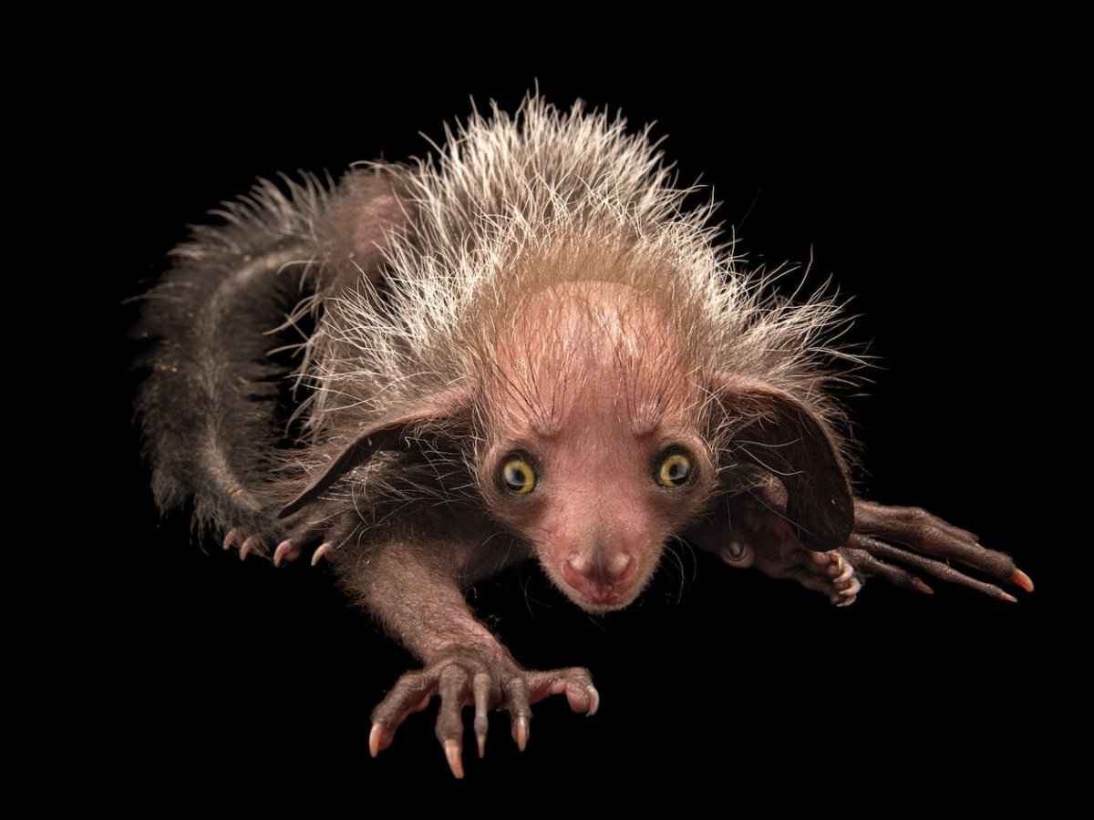 Мадагаскарская руконожка