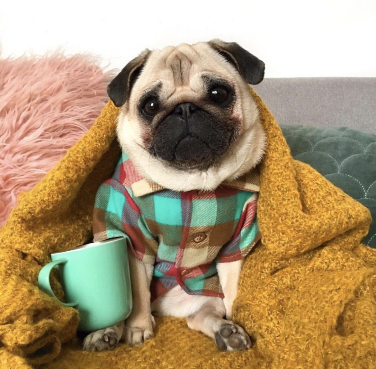 Мопс Пинтерест