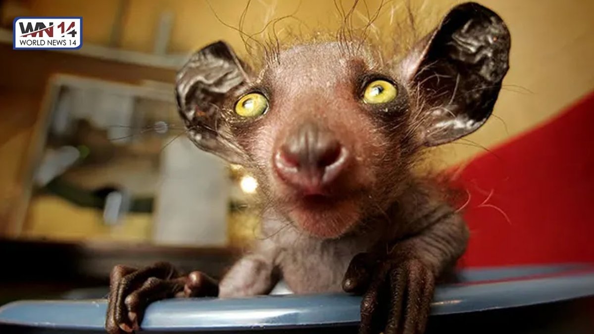 Мадагаскарская руконожка детеныш