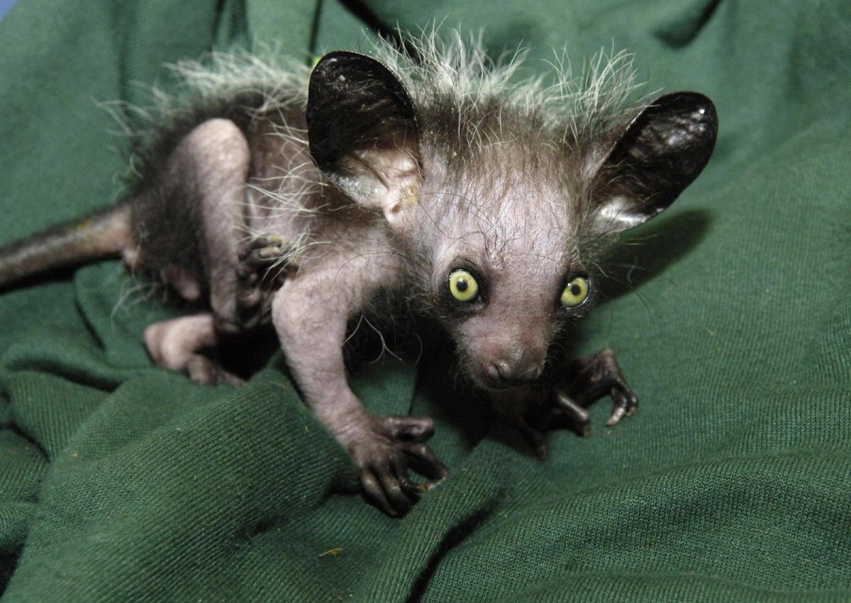 Мадагаскарская руконожка детеныш