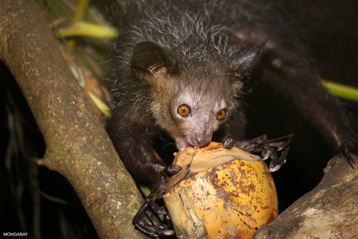 Злюка Дюдюка мультфильм