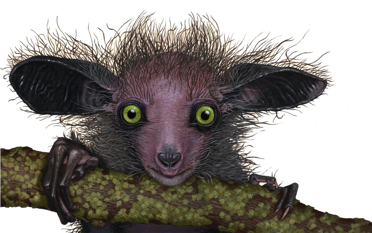 Мускусная крыса чучундра