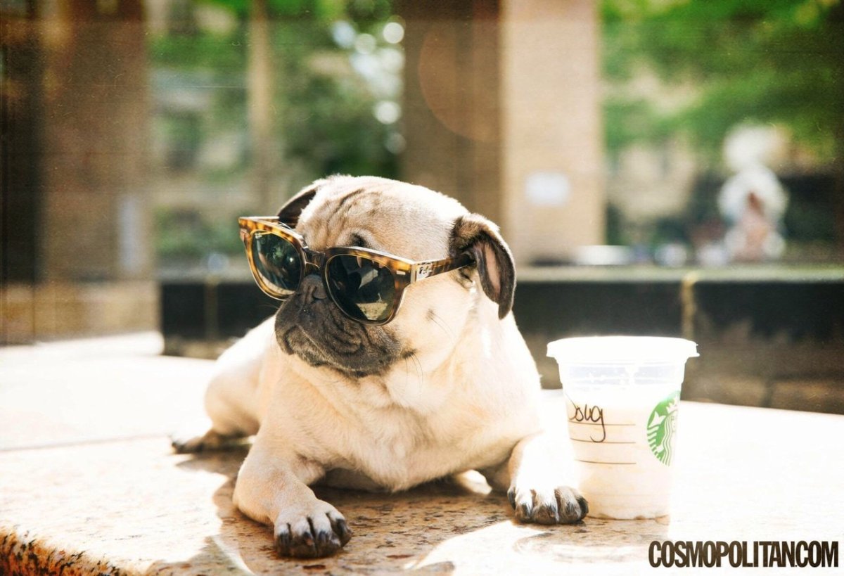 Мопс с телефоном